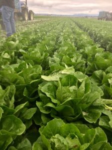 Get the facts about food safety on the farm!